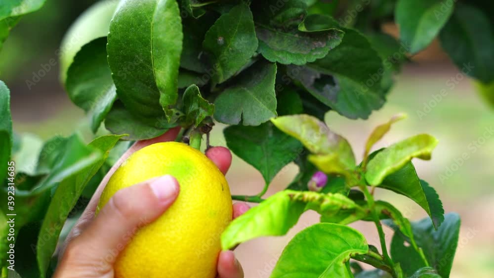 video of a hand pulling a lemon from the tree video of a hand pulling a lemon from the tree