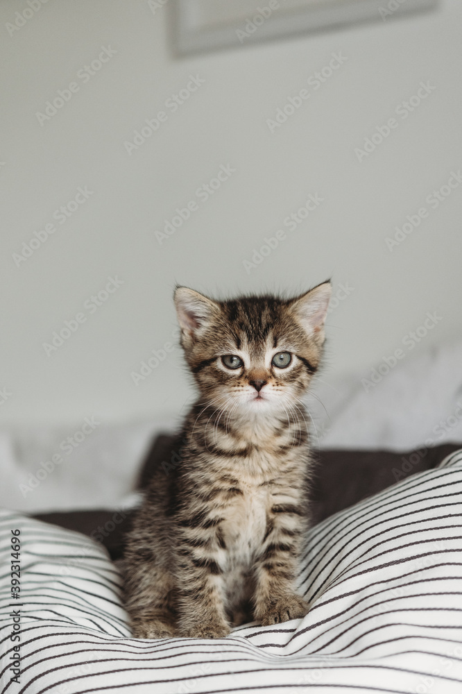 Cute Kitten Cute Kitten