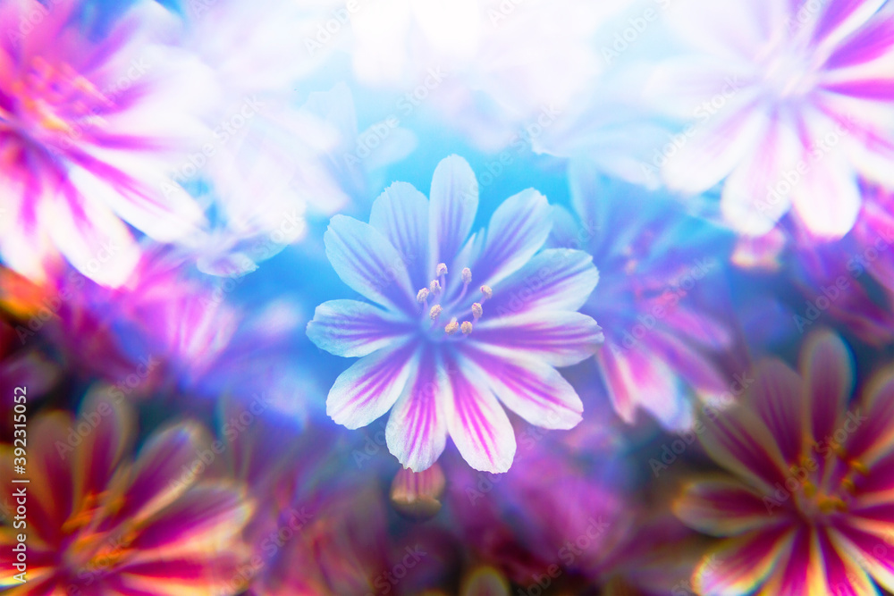 Lewisia abstract Lewisia abstract