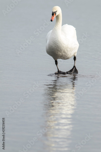 Beautiful mute swan (Cygnus olor) standing on wet sand