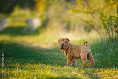 Shar Pei puppy standing on the lawn