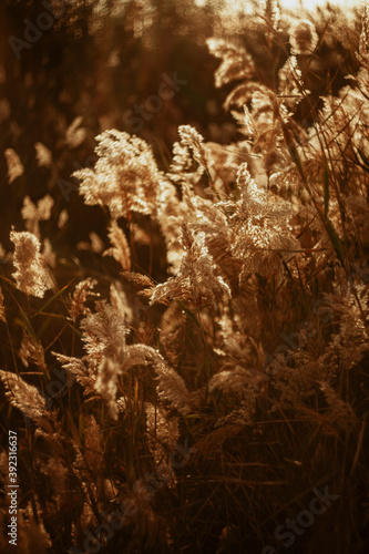 The sea oats are dancing with the wind.