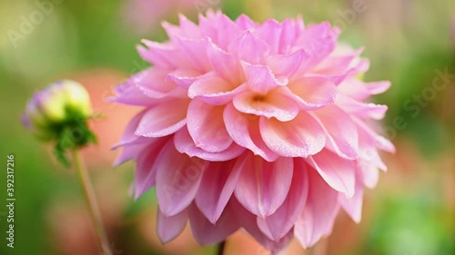 Pink dahlia flower close up