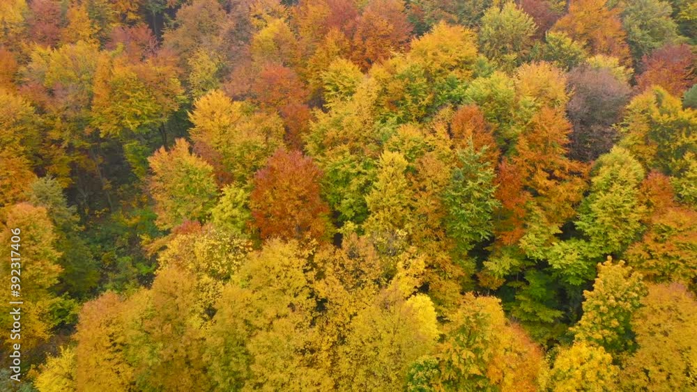 View from the height on a bright yellow autumn forest View from the height on a bright yellow autumn forest