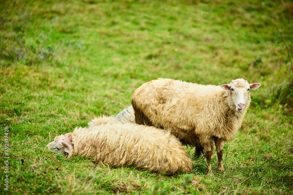 Fototapeta premium Sheep on a green lawn. Carpathian Mountains. Summer