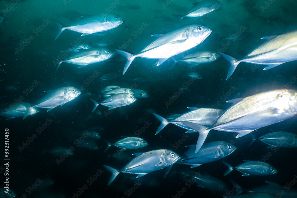 Fototapeta premium School of jackfish