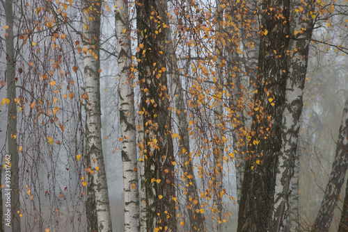 Birches in the fog close up. Autumn leaves.