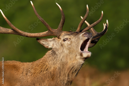Close-up of a red deer stag bellowing in autumn