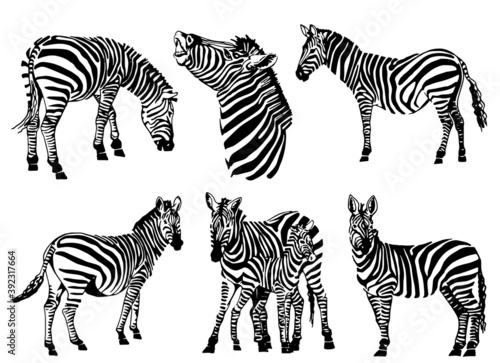 Vector set of zebras isolated on white background  illustration