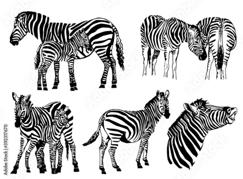 Vector set of zebras isolated on white background  illustration