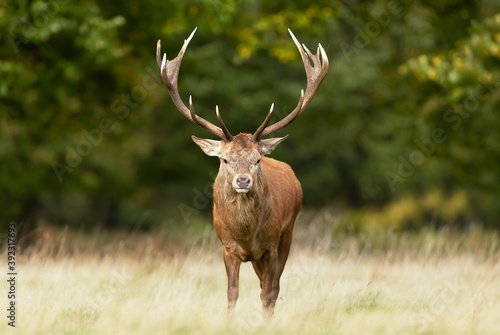 Red Deer stag standing in grass in autumn