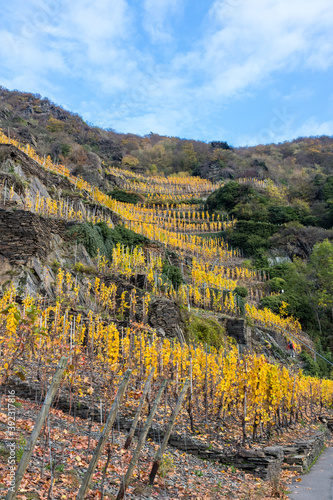 Weinterrassen im Herbst in Mayschoß an der Ahr