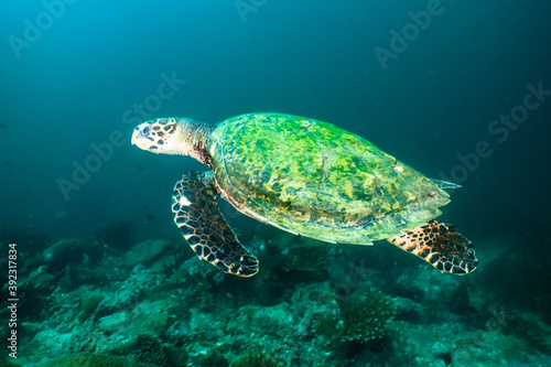 Hawksbill turtle swimming