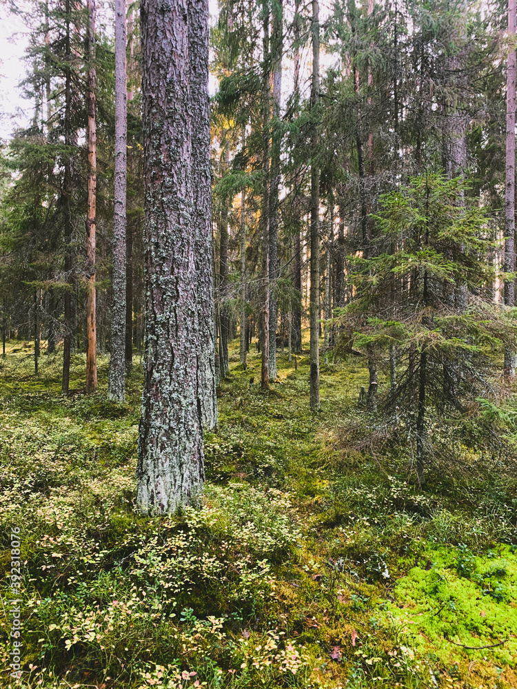 evening sunlight in the forest, fir trees and pine trees evening sunlight in the forest, fir trees and pine trees