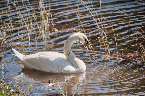 A White swans on a lake in winter in Thailand