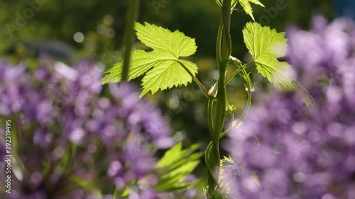 Allium giganteum flowers natural background