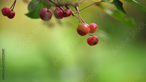 Wild apples on the tree