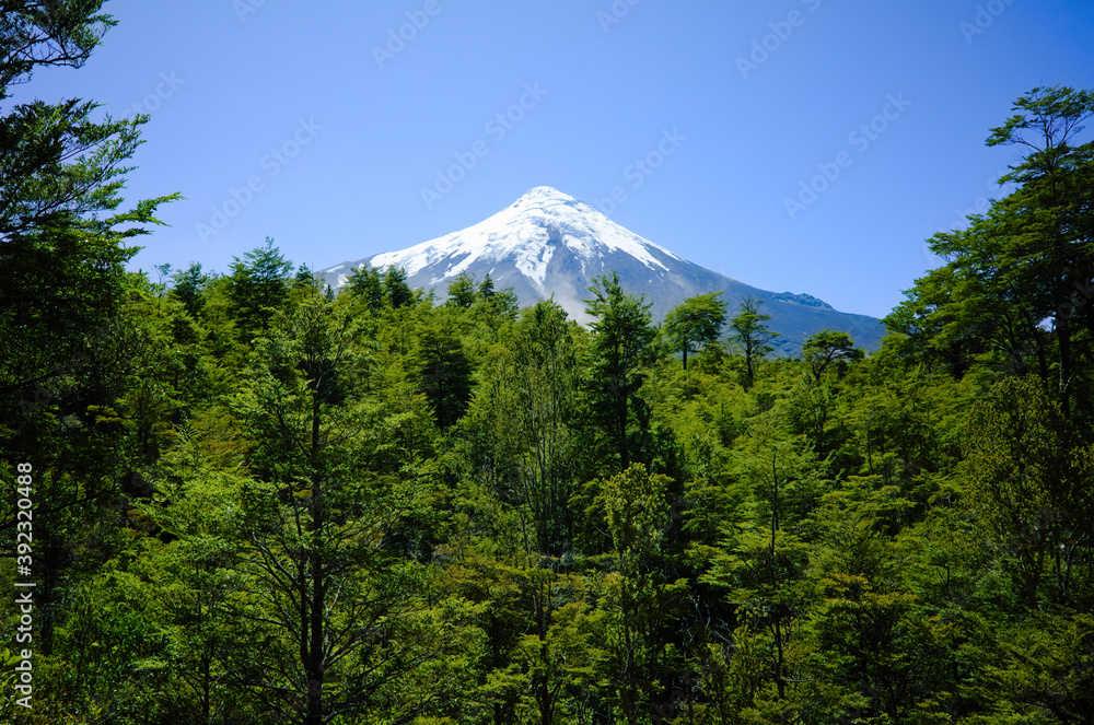 Osorno Volcano snow capped peak view over green trees forest against clear blue sky. Los Lagos, Chilean Andes, Chile.