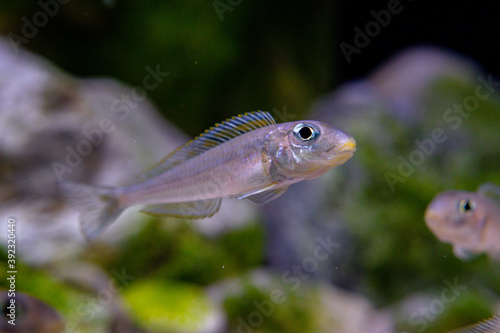 Xenotilapia bathyphilus 'yellow spec' in the display aquarium. Beautiful tanganyika sand cichlid.  © David