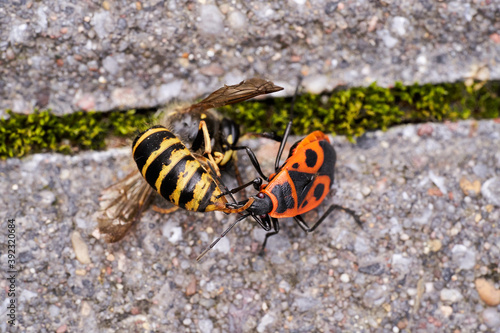 Vespula germanica, European wasp, German wasp, or German yellowjacket is feeding on Pyrrhocoris Apterus, firebug, red firebug, linden, sap sucking, red soldier bug