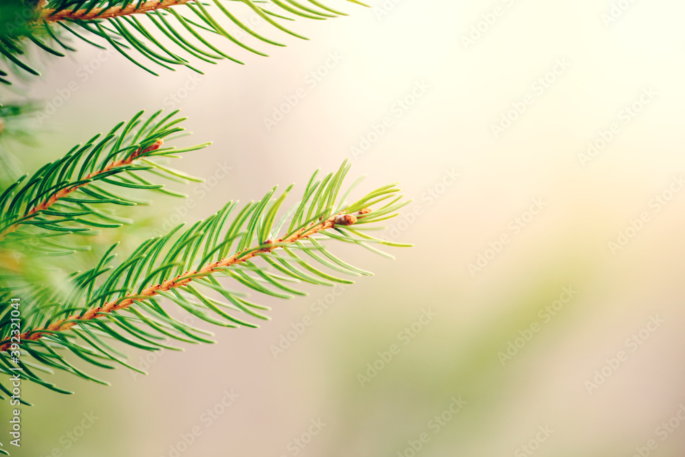 Christmas background. Beautiful natural fir tree branch. Light green pine tree branches with small buds of brown pine cone. Seasonal holiday nature backdrop wallpaper. Christmas background. Beautiful natural fir tree branch. Light green pine tree branches with small buds of brown pine cone. Seasonal holiday nature backdrop wallpaper.