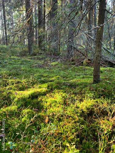 Moss and grass in the forest background