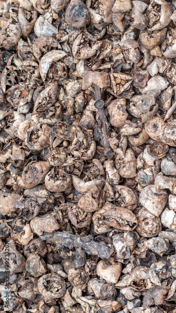 Stack of Arenga pinnata kernel / rind as the waste of kolang kaling (traditional beverage from Indonesia) industry, potentially used for fertilizer or bioenergy industry Stack of Arenga pinnata kernel / rind as the waste of kolang kaling (traditional beverage from Indonesia) industry, potentially used for fertilizer or bioenergy industry