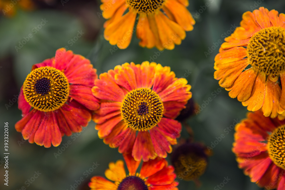 Orange and red flowers Orange and red flowers