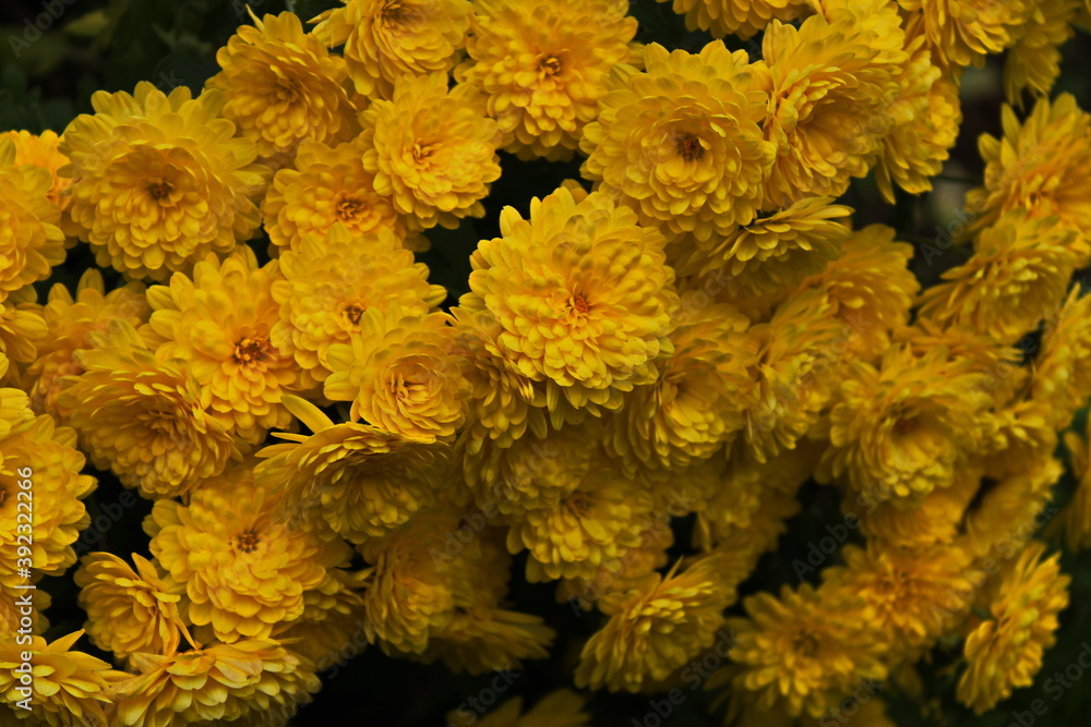 Yelloqw flowers in the home garden Yelloqw flowers in the home garden