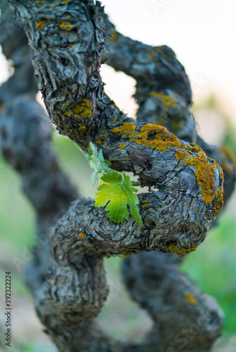 Vineyard, Laguardia, Alava, Basque Country, Spain, Europe