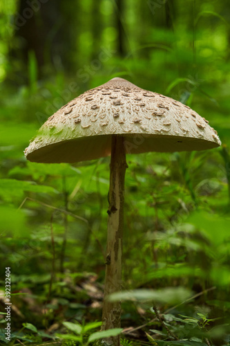 Mushroom with big umbrella standing in the dark forest