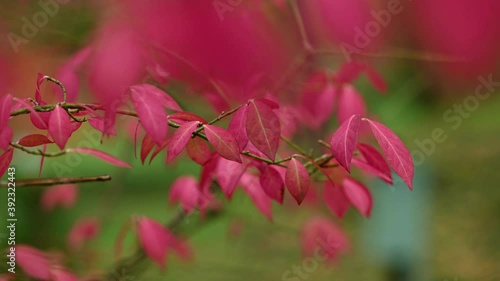 Red autumn leaves natural background