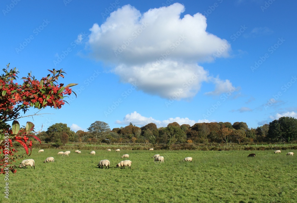 Obraz premium Sheep grazing in field on farmland under blue sky with clouds in rural Ireland 