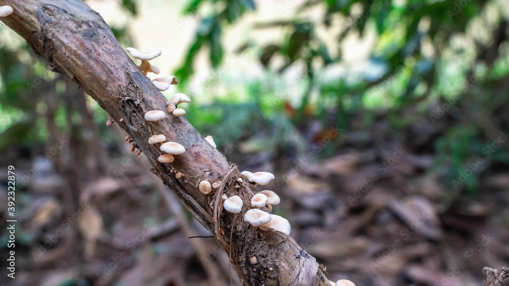 white mushroom grow on the trunk of a tree white mushroom grow on the trunk of a tree