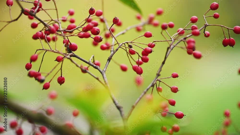 Hawthorn branch with red berries Hawthorn branch with red berries