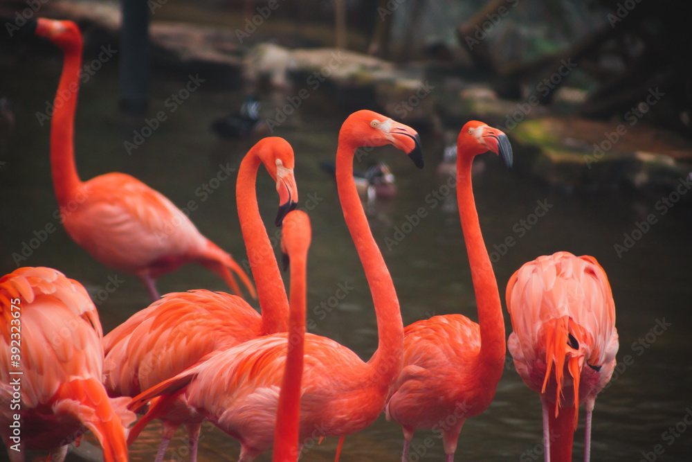 A group of pink flamingos hunting in the pond, Hong Kong, China, Kowloon Park, Oasis of green in urban setting, flamingo A group of pink flamingos hunting in the pond, Hong Kong, China, Kowloon Park, Oasis of green in urban setting, flamingo
