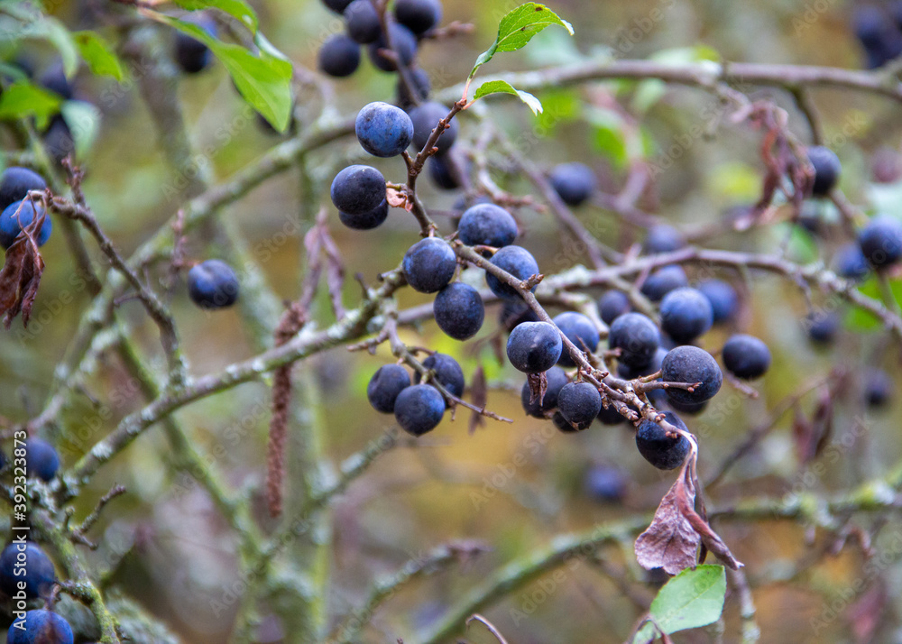 Branches with dark blue ripe berries and autumn green leaves, autumn, bird seed Branches with dark blue ripe berries and autumn green leaves, autumn, bird seed