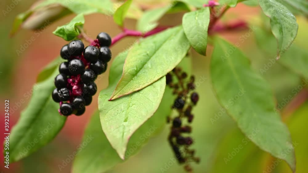 Ripe black elderberries natural background. Ripe black elderberries natural background.