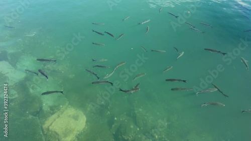 Peces nadando en agua transparente 