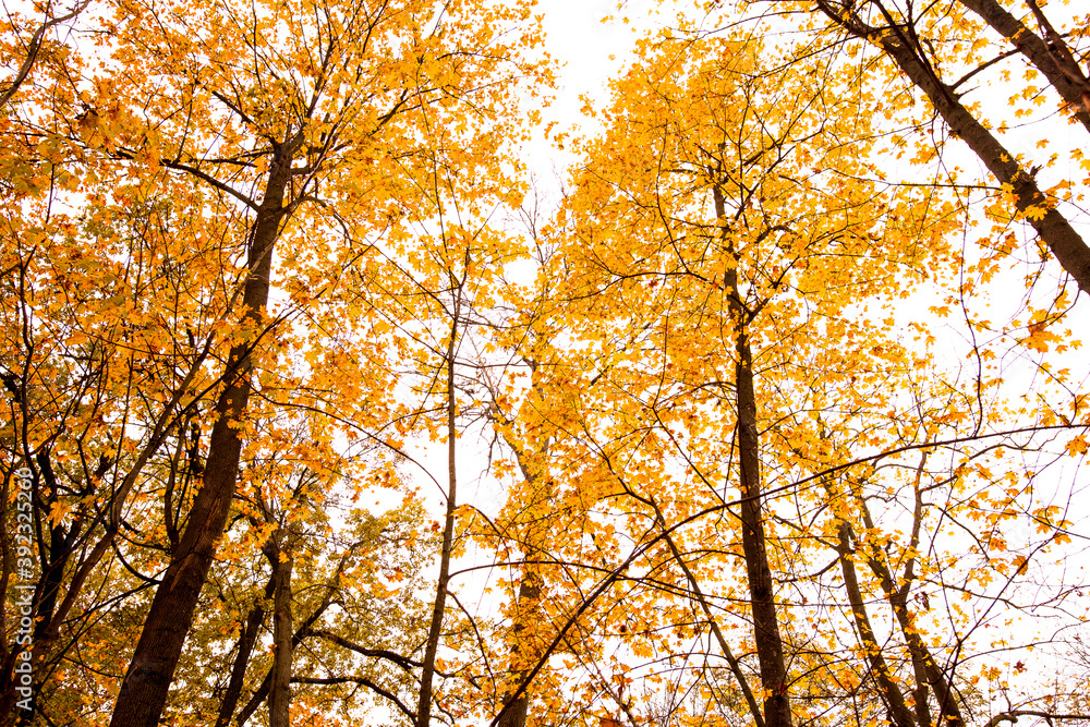 Fototapeta premium Beautiful Orange Autumn Forest view.