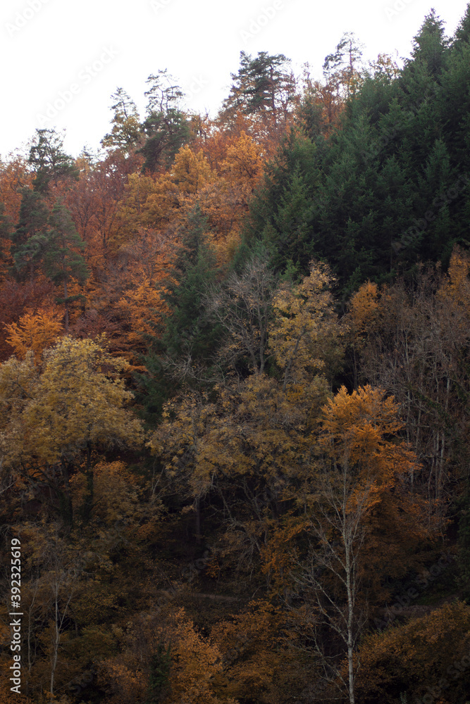 View of a hill covered with trees. Autumn colorful vibrant foliage in the day time. Breathtaking nature. View of a hill covered with trees. Autumn colorful vibrant foliage in the day time. Breathtaking nature.