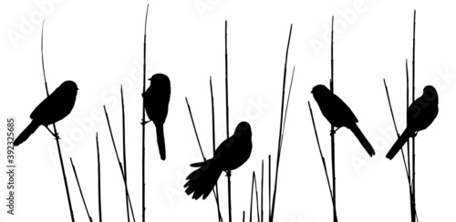 Bearded reedling (Panurus biarmicus) sits on reed grass. Silhouettes set
