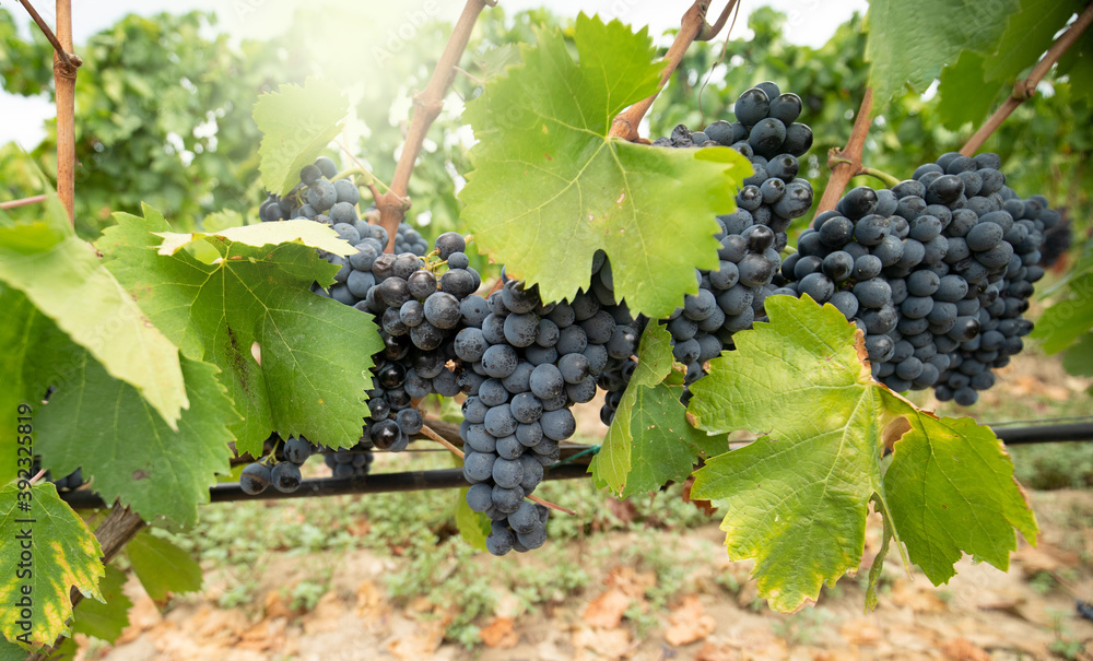 carignano vineyard with grapes ripening ready for harvest
