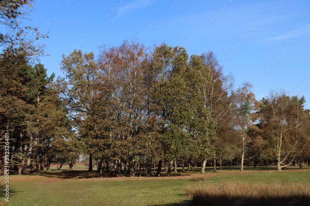 Colorful trees with brown leaves at Amsterdamse Waterleidingduinen