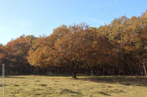 Colorful trees with brown leaves at Amsterdamse Waterleidingduinen