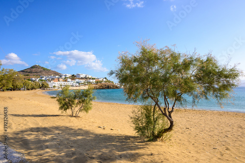 Trees on sandy Logaras beach with azure sea water on coast of Paros island, Greece
