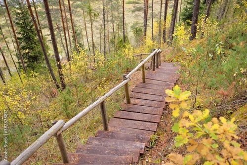 Wooden forest stairway. Old pine and birch trees, colorful green, yellow, golden leaves close-up. Idyllic autumn scene. Daugavas Loki nature park Latvia. Ecology, ecotourism, travel destinations photo