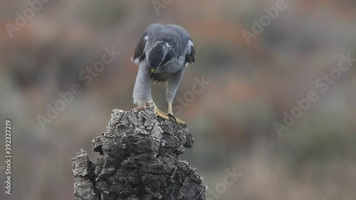 Northern goshawk adult female on a cork oak trunk with the last lights of an autumn day in a forest of oaks, pines and cork oaks