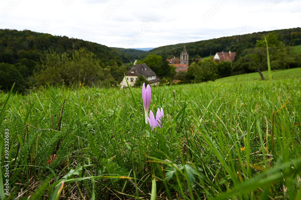 Colchicum autumnale growing in on a fresh green meadow in the front. The historic village of Bebenhausen and its abbey in the background. Colchicum autumnale growing in on a fresh green meadow in the front. The historic village of Bebenhausen and its abbey in the background.
