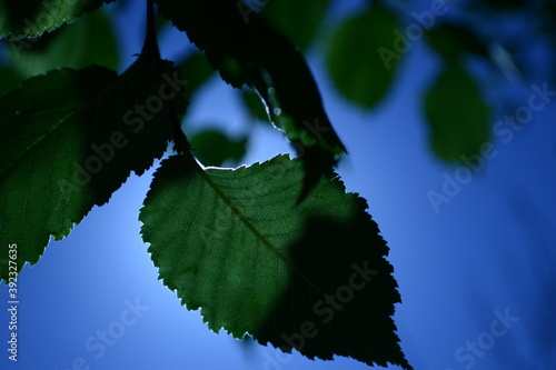 Hojas en la naturaleza  photo